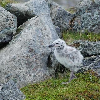 Ingólfshöfdi - Great skua young